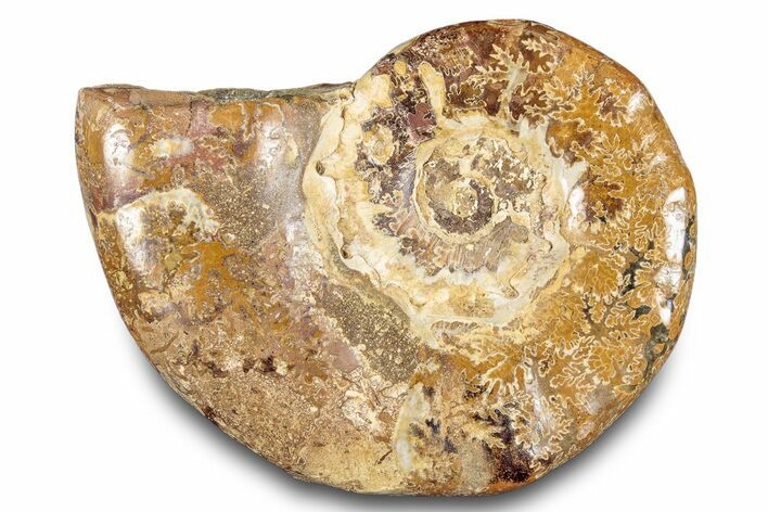 Jurassic Ammonite (Euaspidoceras) Fossil - Madagascar #283382